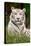 White Tiger in Grass-Lantern Press-Stretched Canvas