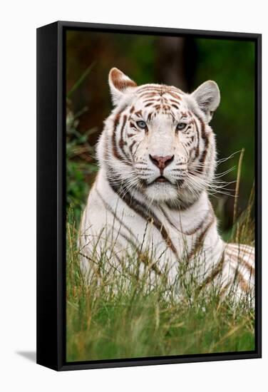 White Tiger in Grass-Lantern Press-Framed Stretched Canvas