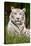 White Tiger in Grass-Lantern Press-Stretched Canvas