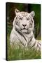 White Tiger in Grass-Lantern Press-Stretched Canvas