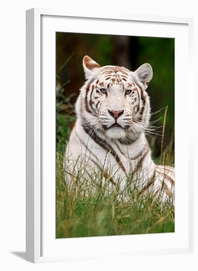 White Tiger in Grass-Lantern Press-Framed Art Print