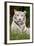 White Tiger in Grass-Lantern Press-Framed Art Print