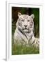 White Tiger in Grass-Lantern Press-Framed Art Print