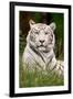 White Tiger in Grass-Lantern Press-Framed Art Print