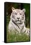 White Tiger in Grass-Lantern Press-Framed Stretched Canvas