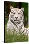 White Tiger in Grass-Lantern Press-Stretched Canvas
