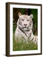 White Tiger in Grass-Lantern Press-Framed Art Print