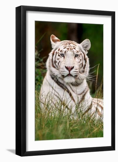 White Tiger in Grass-Lantern Press-Framed Art Print