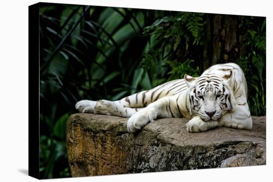 White Tiger Laying Down-Lantern Press-Stretched Canvas