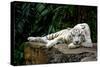 White Tiger Laying Down-Lantern Press-Stretched Canvas