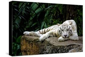 White Tiger Laying Down-Lantern Press-Stretched Canvas