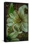 White Tiger Lilies-Cherie Roe Dirksen-Framed Stretched Canvas