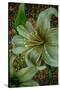 White Tiger Lilies-Cherie Roe Dirksen-Stretched Canvas