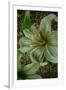 White Tiger Lilies-Cherie Roe Dirksen-Framed Giclee Print