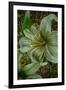 White Tiger Lilies-Cherie Roe Dirksen-Framed Giclee Print