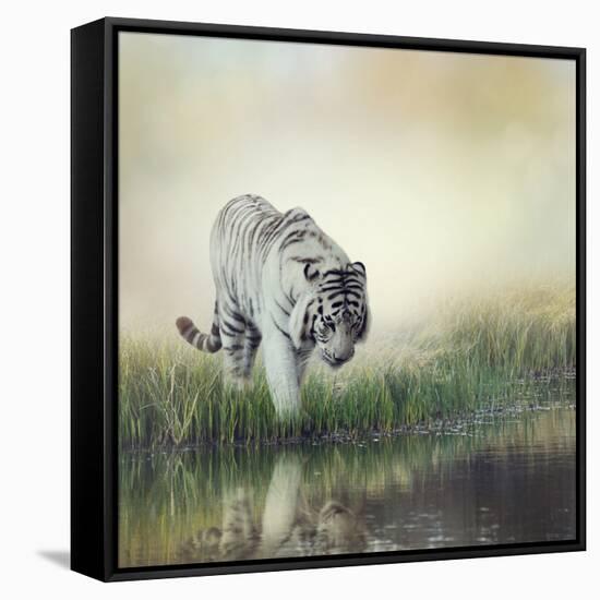 White Tiger near A Pond-abracadabra99-Framed Stretched Canvas