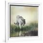 White Tiger near A Pond-abracadabra99-Framed Photographic Print