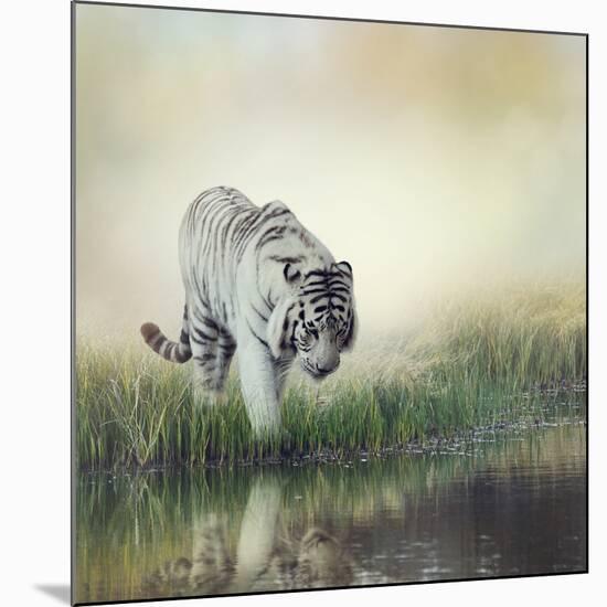 White Tiger near A Pond-abracadabra99-Mounted Photographic Print