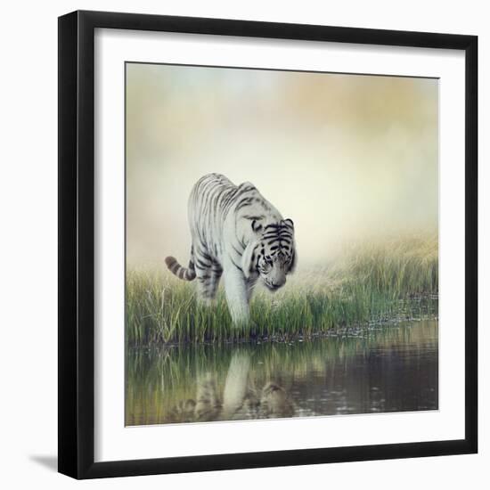 White Tiger near A Pond-abracadabra99-Framed Photographic Print