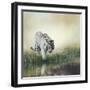 White Tiger near A Pond-abracadabra99-Framed Photographic Print