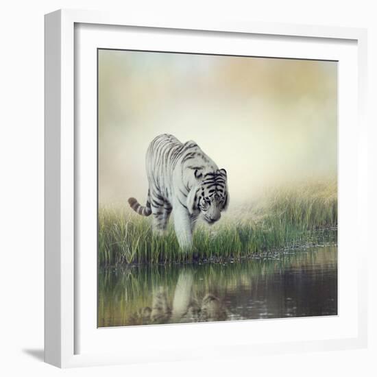 White Tiger near A Pond-abracadabra99-Framed Photographic Print