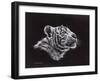 White Tiger Pastel-Sarah Stribbling-Framed Art Print