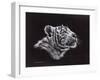 White Tiger Pastel-Sarah Stribbling-Framed Art Print