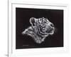 White Tiger Pastel-Sarah Stribbling-Framed Art Print