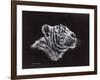 White Tiger Pastel-Sarah Stribbling-Framed Art Print