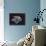 White Tiger Pastel-Sarah Stribbling-Mounted Art Print displayed on a wall