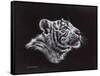 White Tiger Pastel-Sarah Stribbling-Framed Stretched Canvas