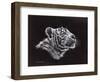 White Tiger Pastel-Sarah Stribbling-Framed Art Print