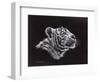 White Tiger Pastel-Sarah Stribbling-Framed Art Print