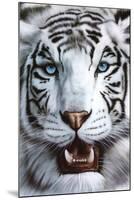 White Tiger (Tigre Blanco) Art Poster Print-null-Mounted Poster