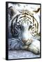 White Tiger-null-Framed Poster