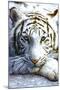 White Tiger-null-Mounted Poster