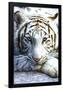 White Tiger-null-Framed Poster