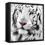 White Tiger-maury75-Framed Stretched Canvas