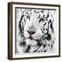 White Tiger-maury75-Framed Photographic Print