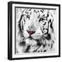 White Tiger-maury75-Framed Photographic Print