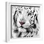 White Tiger-maury75-Framed Photographic Print