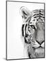 White Tiger-Design Fabrikken-Mounted Photographic Print