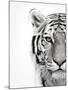 White Tiger-Design Fabrikken-Mounted Photographic Print