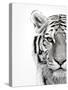 White Tiger-Design Fabrikken-Stretched Canvas
