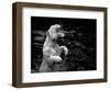 White Tiger-Kjersti-Framed Art Print