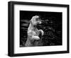 White Tiger-Kjersti-Framed Art Print