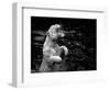 White Tiger-Kjersti-Framed Art Print