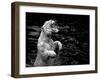 White Tiger-Kjersti-Framed Art Print