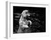 White Tiger-Kjersti-Framed Art Print