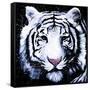 White Tiger-null-Framed Stretched Canvas